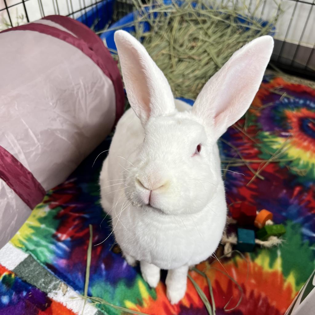 Adoptable Female Female