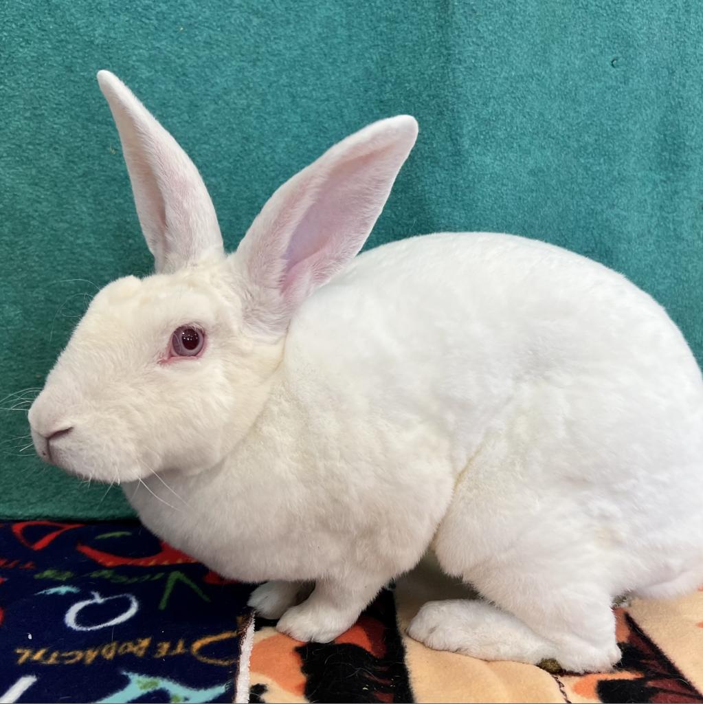Adoptable Female Female