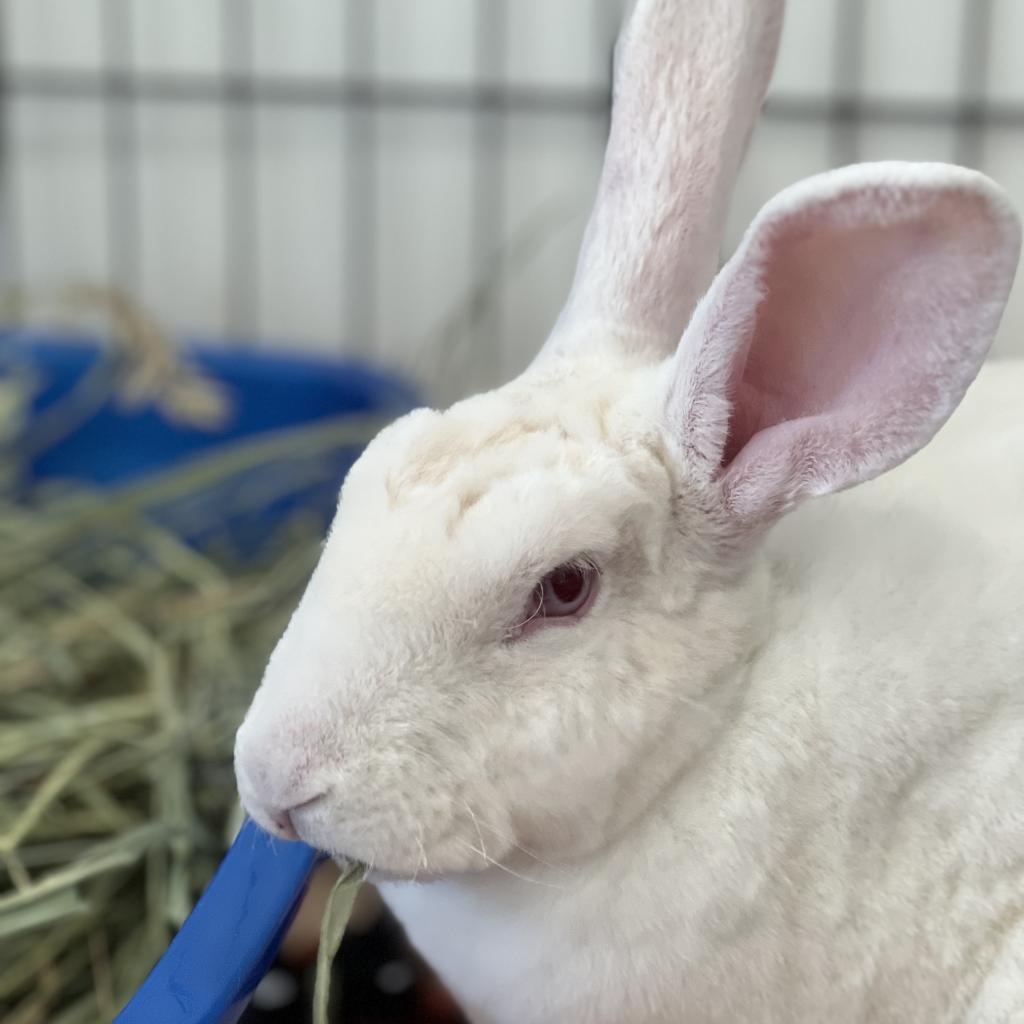 Adoptable Female Female
