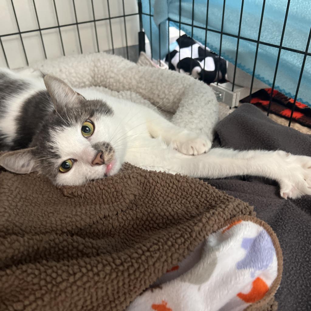 Adonis - Domestic Shorthair