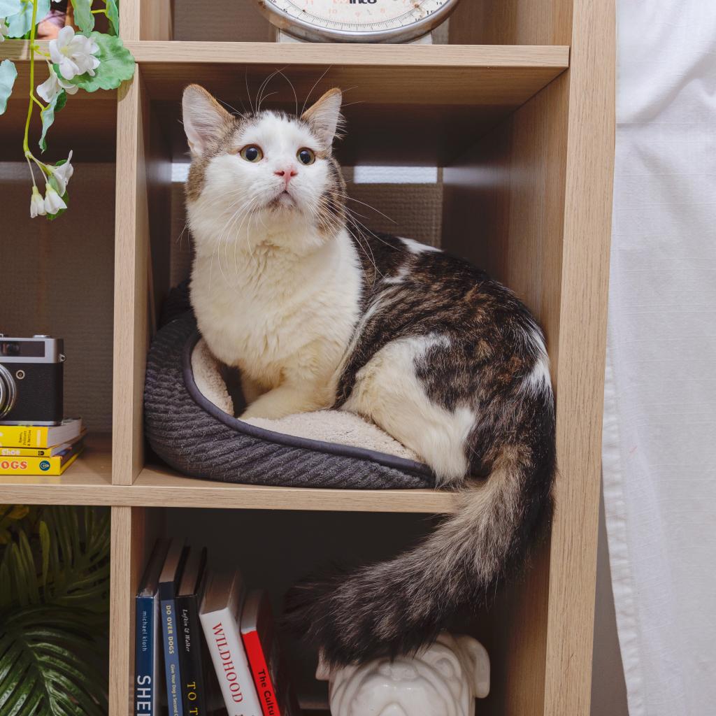 Jersey - Domestic Shorthair
