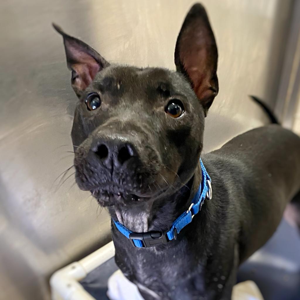 Piquillo - Mixed Breed (Medium)/Terrier, American Pit Bull