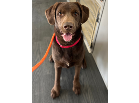 Swiper waits to meet adopters
